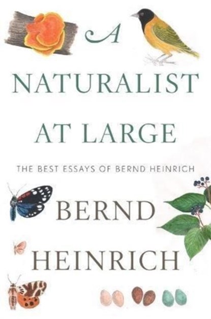 Naturalist At Large, A, Bernd Heinrich - Gebonden - 9780544986831