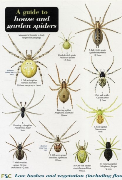 A Guide to House and Garden Spiders, Richard Lewington - Gebonden - 9781851538799