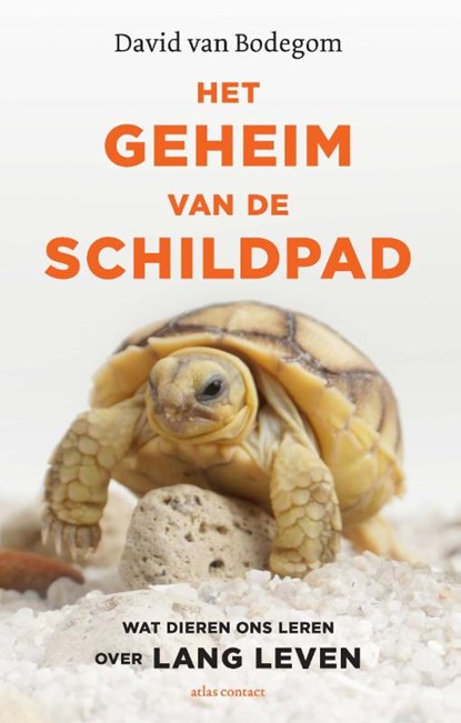 Het geheim van de schildpad, David van Bodegom - Paperback - 9789045038933