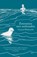 Zwemmen met zeehonden, Victoria Whitworth - Gebonden - 9789089898999