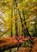 Het stille bos, Hein Dekker - Paperback - 9789464809275