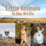 Little Animals in the Arctic - Inhabit Education Books - 9780228702078