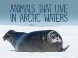 Animals That Live in Arctic Waters - Inhabit Education Books - 9780228702092