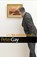 Why the Romantics Matter, Peter Gay - Gebonden met stofomslag Gebonden - 9780300144291