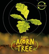 Lifecycles - Acorn to Tree - DE LA BEDOYERE,  Camilla - 9780711243682