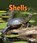 Shells, Jennifer Boothroyd - Paperback - 9780761378303