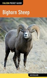 Bighorn Sheep - BALLARD,  Jack - 9780762784912