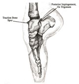 Dance Medicine: Head to Toe - PETERSON,  Judith R. - 9780871273529
