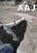 American Alpine Journal 2019, niet bekend - Paperback - 9780999855645