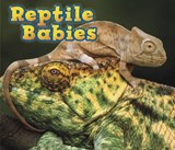 Reptile Babies - Catherine Veitch - 9781406259346