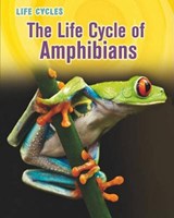 The Life Cycle of Amphibians - STILLE,  Darlene R. - 9781432949853