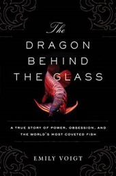 The Dragon Behind the Glass