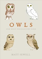Owls - Matt Sewell - 9781473503243