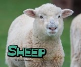 Sheep - Michelle M. Hasselius - 9781474722438