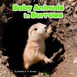 Baby Animals in Burrows - RUSTAD,  Martha E. H. - 9781474733359