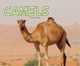Camels - DAVIN,  Rose - 9781474736565