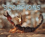 Scorpions - Rose Davin - 9781474736572