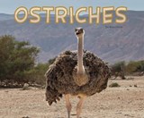 Ostriches - DAVIN,  Rose - 9781474736596