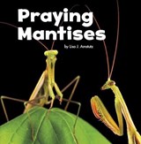 Praying Mantises - Lisa J. Amstutz - 9781474747783