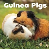 Guinea Pigs - AMSTUTZ,  Lisa J. - 9781474757126