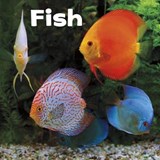 Fish - Lisa J. Amstutz - 9781474757171