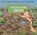 Place for Frogs, A, Revised Edition, STEWART,  Melissa - Gebonden - 9781561459018
