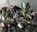 Paula Hayes, Paula Hayes ; Richard D. Marshall - Gebonden - 9781580933292