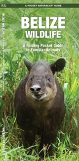 Kavanagh, J: Belize Wildlife - James Kavanagh ; Waterford Press - 9781583558676