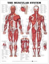 The Muscular System Anatomical Chart