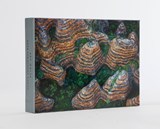 Art Wolfe: Extraordinary Earth Blank Boxed Notecards - Art Wolfe - 9781608879564