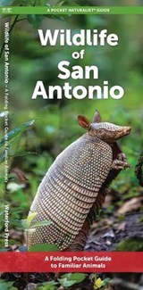 San Antonio Wildlife - J M Kavanagh - 9781620058572