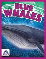 Giants of the Sea: Blue Whales - Katie Chanez - 9781637380383