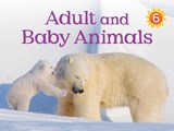 Adult and Baby Animals - WARD,  Kelly - 9781772660838
