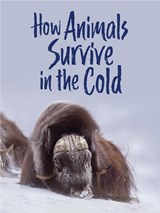 How Animals Survive in the Cold - GRAHAM,  Kelly - 9781772668834