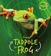 Lifecycles: Tadpole to Frog