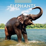 Elephants 2024 Square Wall Calendar - Red Robin Publishing Ltd. - 9781804421260