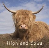 Highland Cows -  - 9781841074016