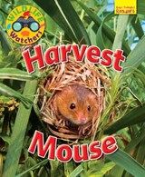 Wildlife Watchers: Harvest Mouse - Ruth Owen - 9781911341260