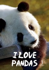 I Love Pandas Notebook - Vivienne Ainslie - 9781912677696