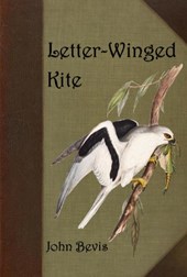 Letter-Winged Kite
