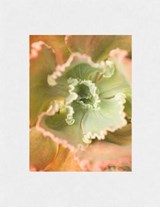 Bushes & Succulents - Mona Kuhn - 9781916410619