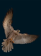 Graphis Photography Annual 2020 - B. Martin Pedersen - 9781931241854