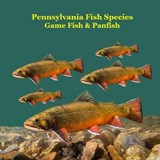 Pennsylvania Game Fish and Panfish Species Kids Book - Kinsey Marie ; Billy Grinslott - 9781968228507