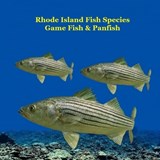 Rhode Island Game Fish and Panfish Species Kids Book - Kinsey Marie ; Billy Grinslott - 9781968228682