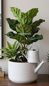 Indoor Plant Care - Daya Chetty - 9798233675522