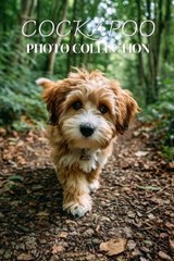 Cockapoo Photo Collection - Ymi Collection - 9798243290357