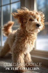 Goldendoodle Picture Collection - Ymi Collection - 9798243292566