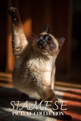 Siamese Cat Photo Collection - Ymi Collection - 9798243388870