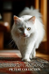 Turkish Angora Cat Photo Collection - Ymi Collection - 9798244661729