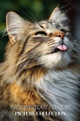 Norwegian Forest Cat Photo Collection - Ymi Collection - 9798244662917